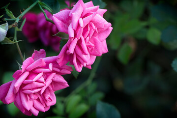Two pink roses on a green background. A branch of blooming roses in close-up