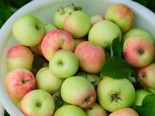 Close-up shot of freshly harvested organic apples in white bucket.