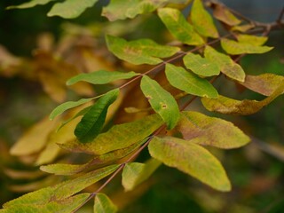 Close-up shot of autumn leaves on pecan tree.
