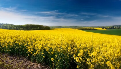 Obraz premium Bright Yellow Rapeseed Field In Full Bloom On A Spring Day