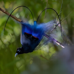 Mesmerizing Display of a Twelve-wired Bird-of-Paradise