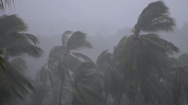 Heavy rain and strong destructive winds thrashing through a dense palm tree forest during a severe hurricane, showing the immense power and danger of a tropical cyclone weather event