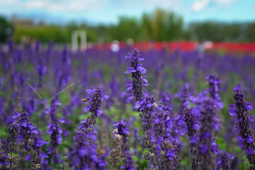 Naklejka premium Purple Salvia flower farm