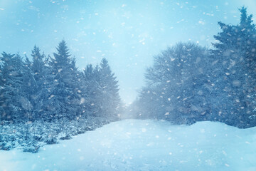 Scenic winter forest road covered with deep snow during a heavy snowfall. Snowflakes falling softly over pine trees and a quiet path disappearing into the mist. Cold blue tones and atmospheric