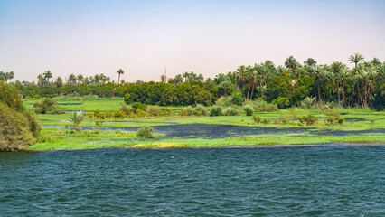Bank of the river Nile with green vegetation and palm trees. Blue water on the foreground. Blue sky on the background.
