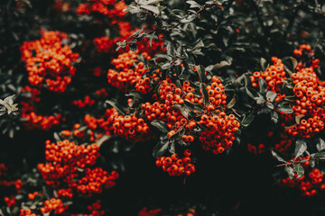 Vibrant orange berries on a dark green bush, a beautiful natural display. This image showcases a close-up of a bush laden with bright orange berries, set against a backdrop of deep green foliage.
