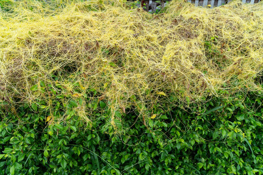Two-tone nature background: yellow parasitic vine (dodder) covering healthy green foliage.