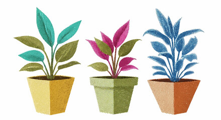 Three Vibrant Potted Plants with Colorful Leaves on White Background.