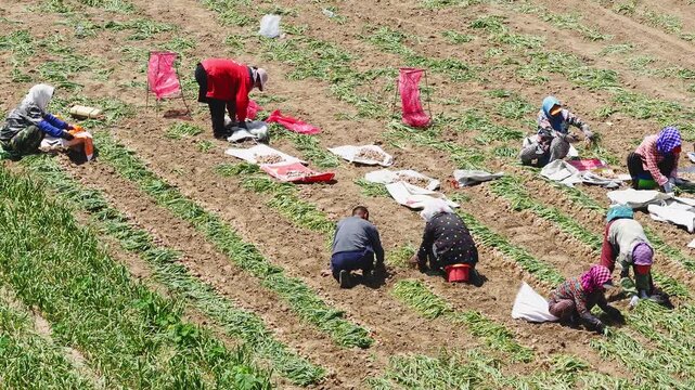 Farmers harvesting single-clove garlic outdoors in the countryside