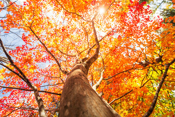 Autumn leaves of maple trees in Hokkaido, Japan