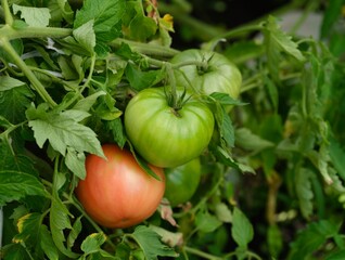 Red and green tomatoes growing on the bush. Close-up.