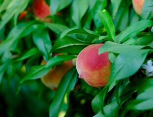 Close-up shot of an organic peach growing on a peach tree in orchard.