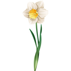 Delicate white daffodil flower with a vibrant yellow center and green stem isolated on a transparent background symbolizing spring and new beginnings