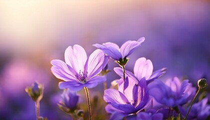 Obraz premium Delicate Purple Flowers With Soft Dreamy Background