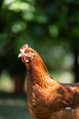 A contented chicken is captured in a close-up, naturally foraging and feeding in the lush green grass. Sheltered by soft tree shades, it embodies free-range living and organic household poultry.