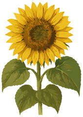 Obraz premium Helianthus annuus