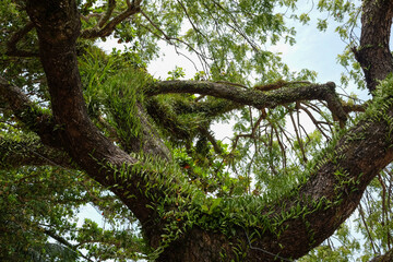 A dramatic low-angle view of towering tropical jungle trees reaching toward the sky. Soft sun rays and gentle light stream beautifully through the dense, vibrant green foliage and branches
