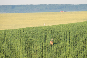 Deer in the corn field looking at the distance with agricultural land in backdrop, Moravia, Czechia