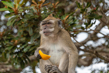 Javaneraffe frisst eine Orange 