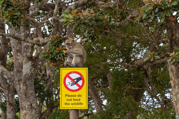 Javaneraffe auf einem Schild "Bitte Wildtiere nicht f&uuml;ttern"