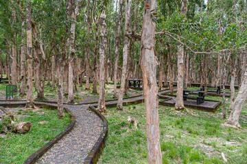 Ein Weg f&uuml;hrt durch einen Wald mit Papierrindenb&auml;umen auf der Insel Mauritius