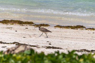 Ein Regenbrachvogel am Strand in Mauritius