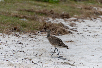 Ein Regenbrachvogel am Strand in Mauritius