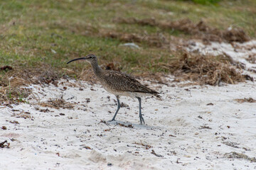 Ein Regenbrachvogel am Strand in Mauritius