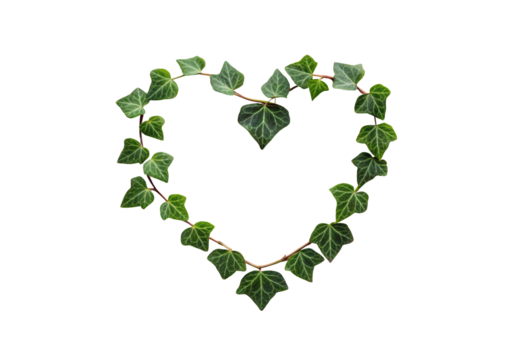 Heart shaped wreath made from green ivy vine leaves with natural trailing stems, isolated on a transparent background
