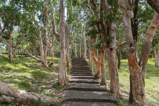 Papierrindenb&auml;ume entlang einer Treppe 