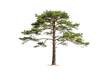 Pine tree displaying layered horizontal branches with dense needle clusters and textured bark trunk, isolated on a transparent background