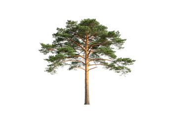 Mature pine tree featuring expansive crown with multiple branching tiers and straight central trunk, isolated on a transparent background