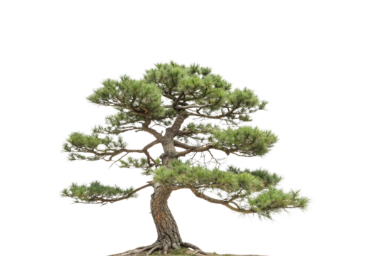 Bonsai pine tree with artistic curved trunk and layered foliage pads in traditional style, isolated on a transparent background