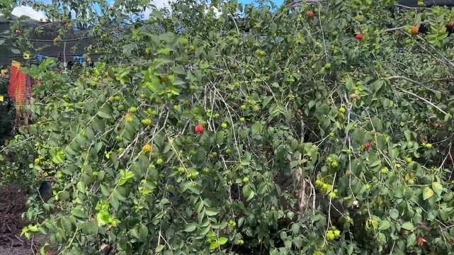 Surinam cherry. Exotic fruit garden. Pitanga on a branch. Red and green berries on a tree.