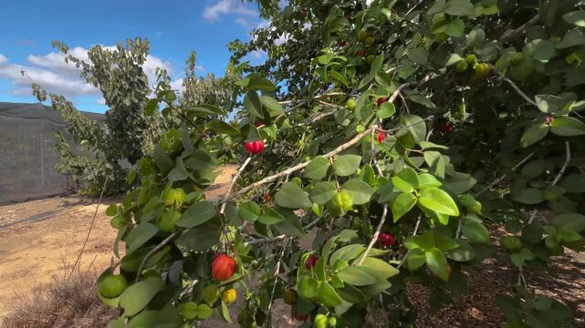 Surinam cherry. Exotic fruit garden. Pitanga on a branch. Red and green berries on a tree.