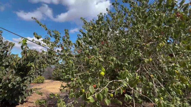 Surinam cherry. Exotic fruit garden. Pitanga on a branch. Red and green berries on a tree.