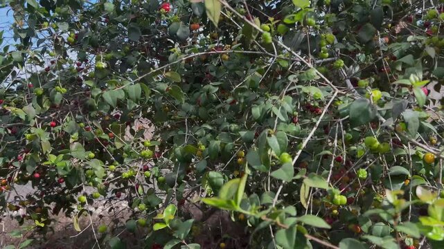 Surinam cherry. Exotic fruit garden. Pitanga on a branch. Red and green berries on a tree.