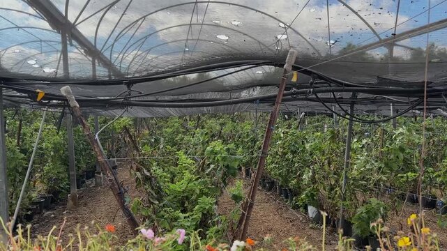 A raspberry bush, a branch with berries. Farmer's raspberries, rows of bushes and a canopy in the greenhouse