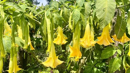 Golden Yellow Trumpet Flowers of Angel's Trumpet Plant