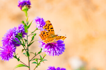Butterflies flitted among the chrysanthemum blossoms