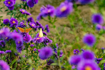 Butterflies flitted among the chrysanthemum blossoms