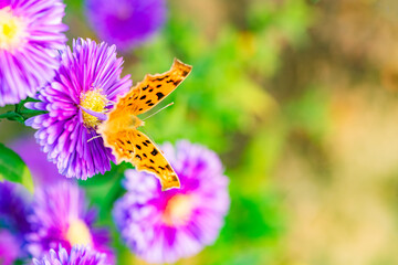 Butterflies flitted among the chrysanthemum blossoms
