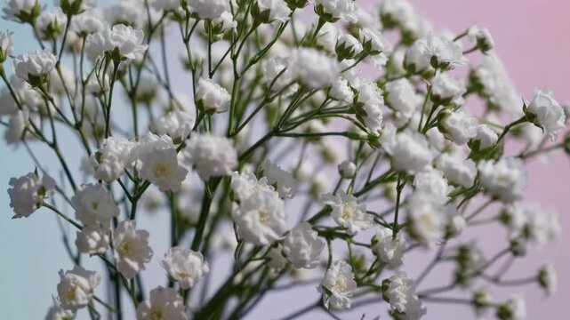 Close-up video of delicate white flowers against a pastel gradient background, captured from a low angle for an artistic, dreamy effect.
