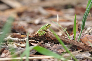A tiny green frog rests on a piece of wood among grass and dry leaves. Macro wildlife image with natural textures, earthy colors, and a soft out-of-focus forest background.