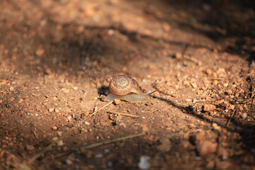 A tiny snail with a patterned brown shell moves slowly across sunlit soil. Macro nature shot showing earthy textures, warm tones, and a softly blurred ground background.