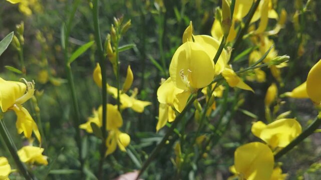 Close-up of yellow flowers of Spanish broom, Spartium junceum sway in the spring breeze on sunny day