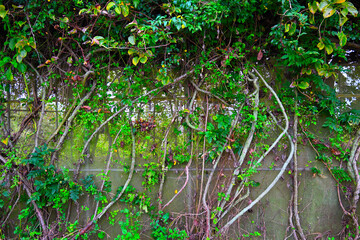 A vine growing on a wall of mesh