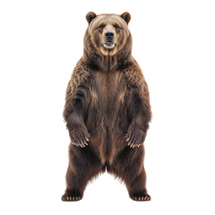 Obraz premium Captivating Portrait of a Majestic Grizzly Bear Standing Tall and Proud Against a Neutral Scene