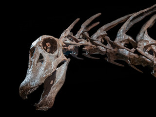 Dinosaur exhibition from Patagonia (Argentina)