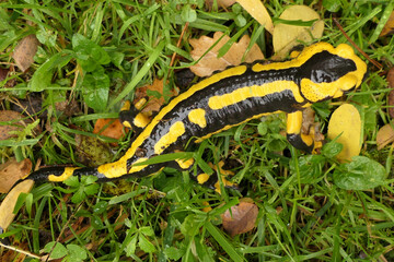Fire Salamander (Salamandra salamandra) walking through wet gressland in Dordogne, France
